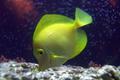 Yellow Tang