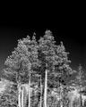 Stand of Trees t.jpg
