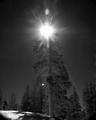 Gods Chirstmas Tree t.jpg