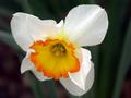 White & Orange Daffodil