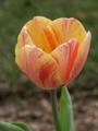 Yellow & Red Tulip