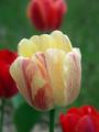 Tulips 1