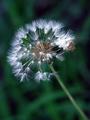 PICT0052at.jpg