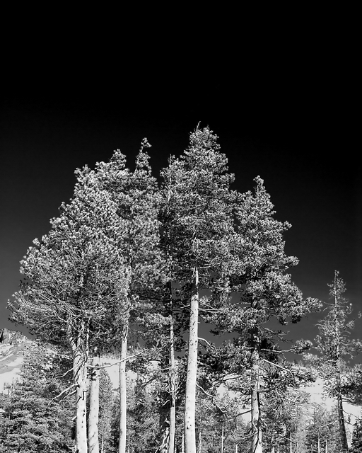 Stand of Trees t.jpg