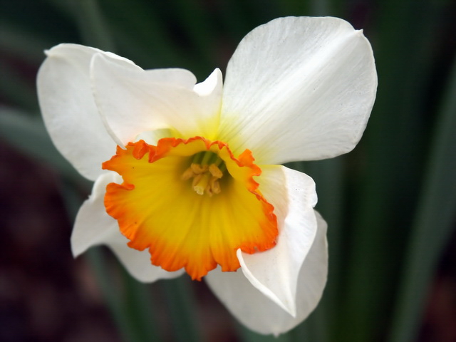 White & Orange Daffodil