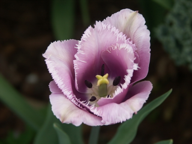 Close-Up Purple Tulip