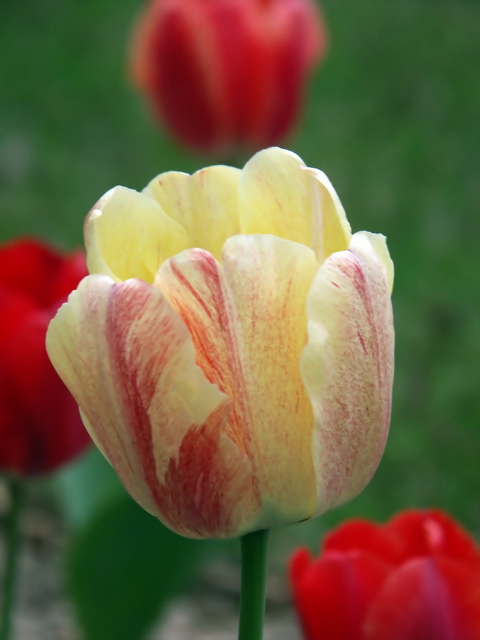 Tulips 1