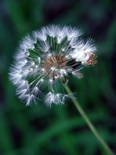 PICT0052at.jpg