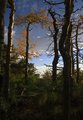 new mexico trees