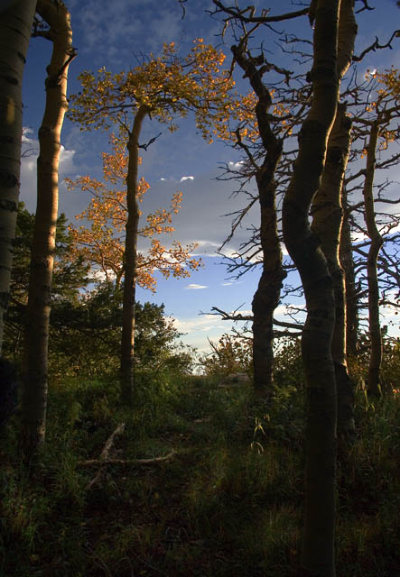 new mexico trees