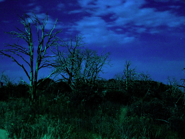 wierd light tree.jpg