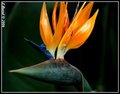 Bird of Paradise