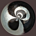 Abstract Zebra