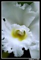 Orchid