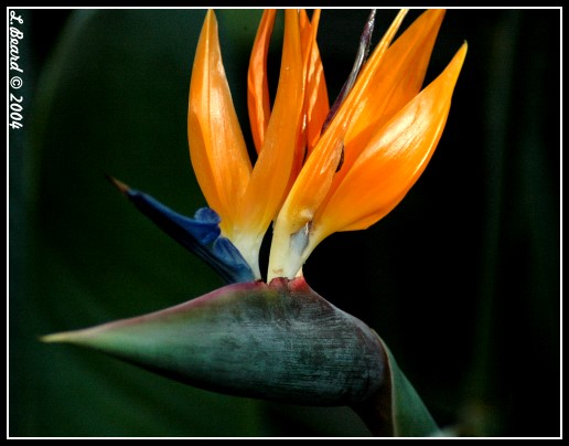 Bird of Paradise