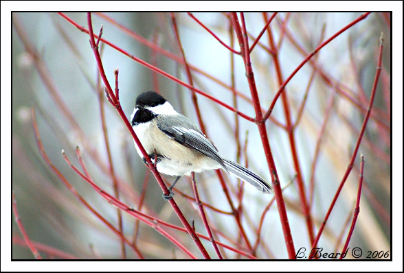 Chickadee