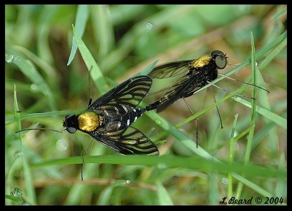 Mating Beauties