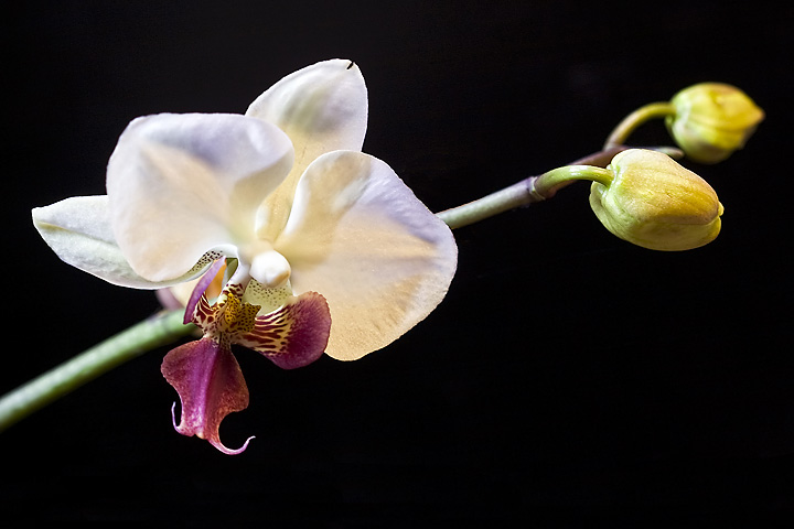 The narrow timeline between buds and flowers (II)