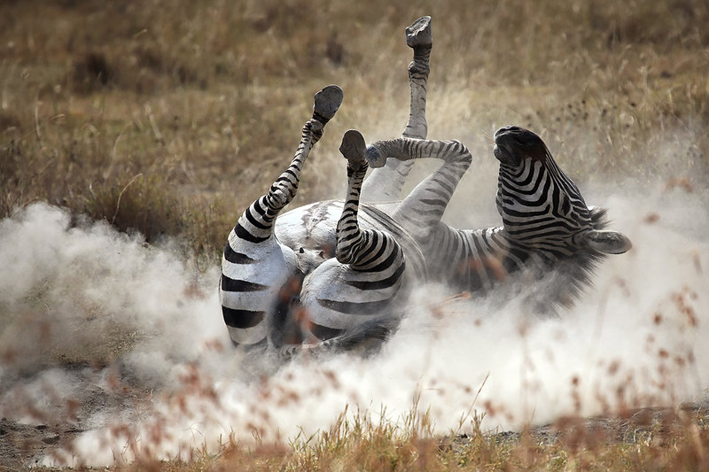 dust bath