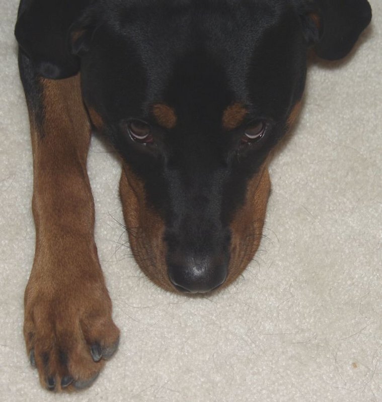 Best Paw Forward