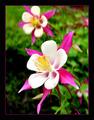 Columbine (border)