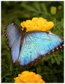 Irridesence
