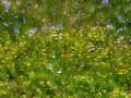 field of dreams.jpg