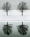 By the Pond