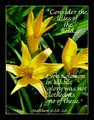 Matthew 6 28 Lilies of the Field