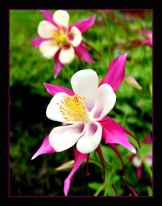 Columbine (border)