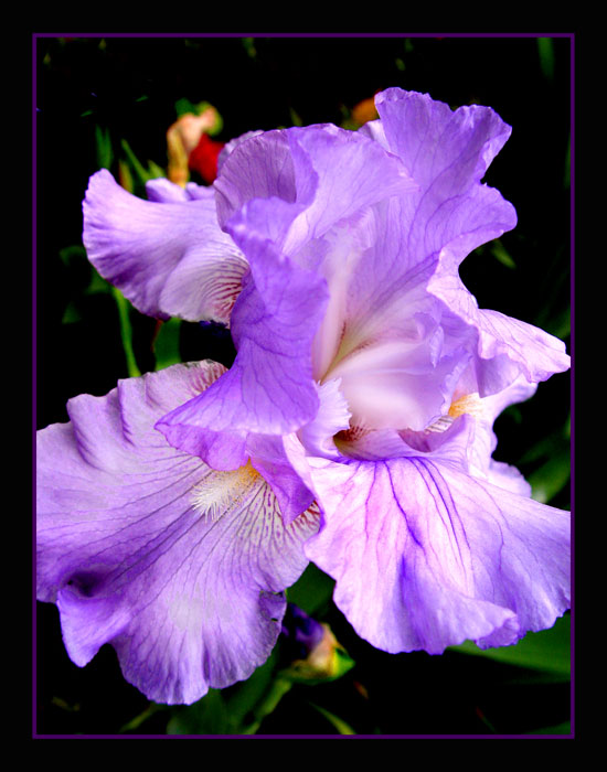 Iris (Border)