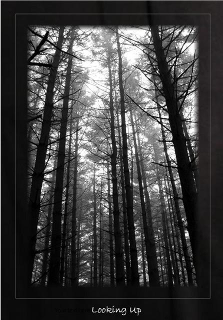 Lookingup.jpg