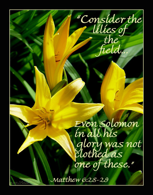 Matthew 6 28 Lilies of the Field