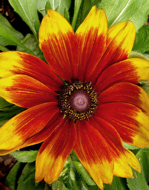 Sunburst 