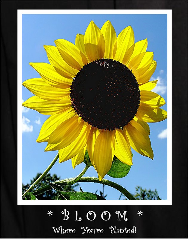 Bloom Where You're Planted