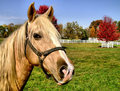 On the Ranch