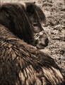 The Profile