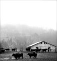 Mud Farm