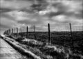 The Fence
