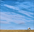 Grazing