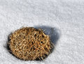 Snow Nest