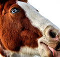 Lick