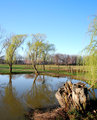 Green Reflections