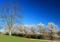 Spring Blooms