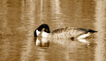 Goose