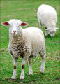 Lambs