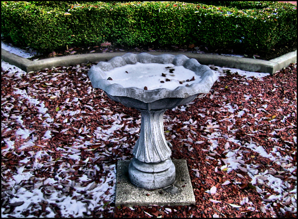 The Bird Bath
