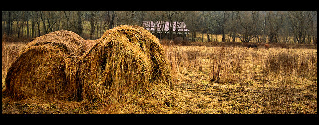 Roll in the Hay