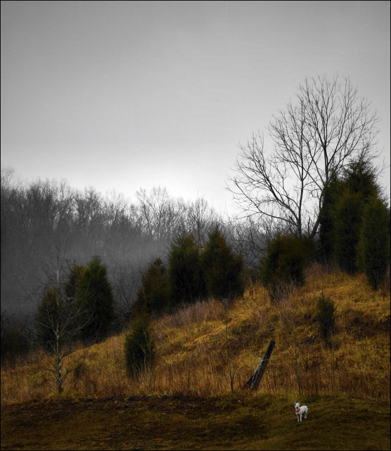 The Dog