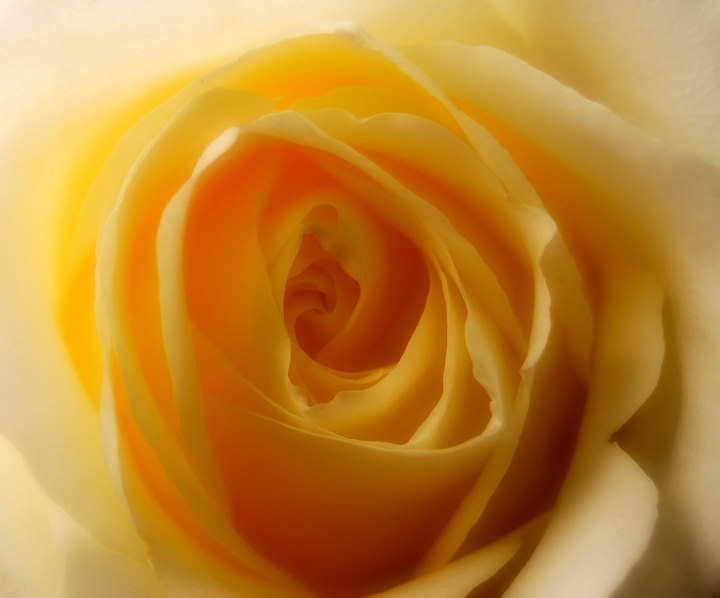 The Yellow Rose